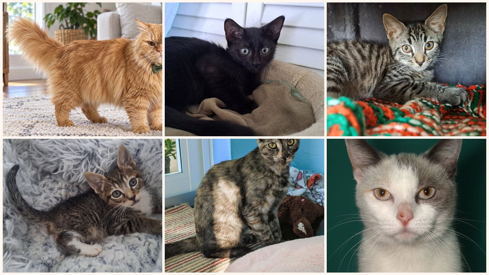 Cats up for adoption near North Lauderdale, FL