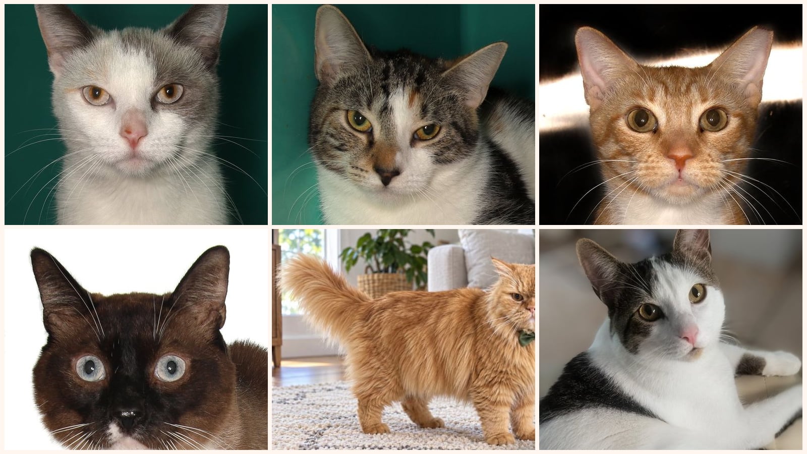 Cats up for adoption near North Miami, FL