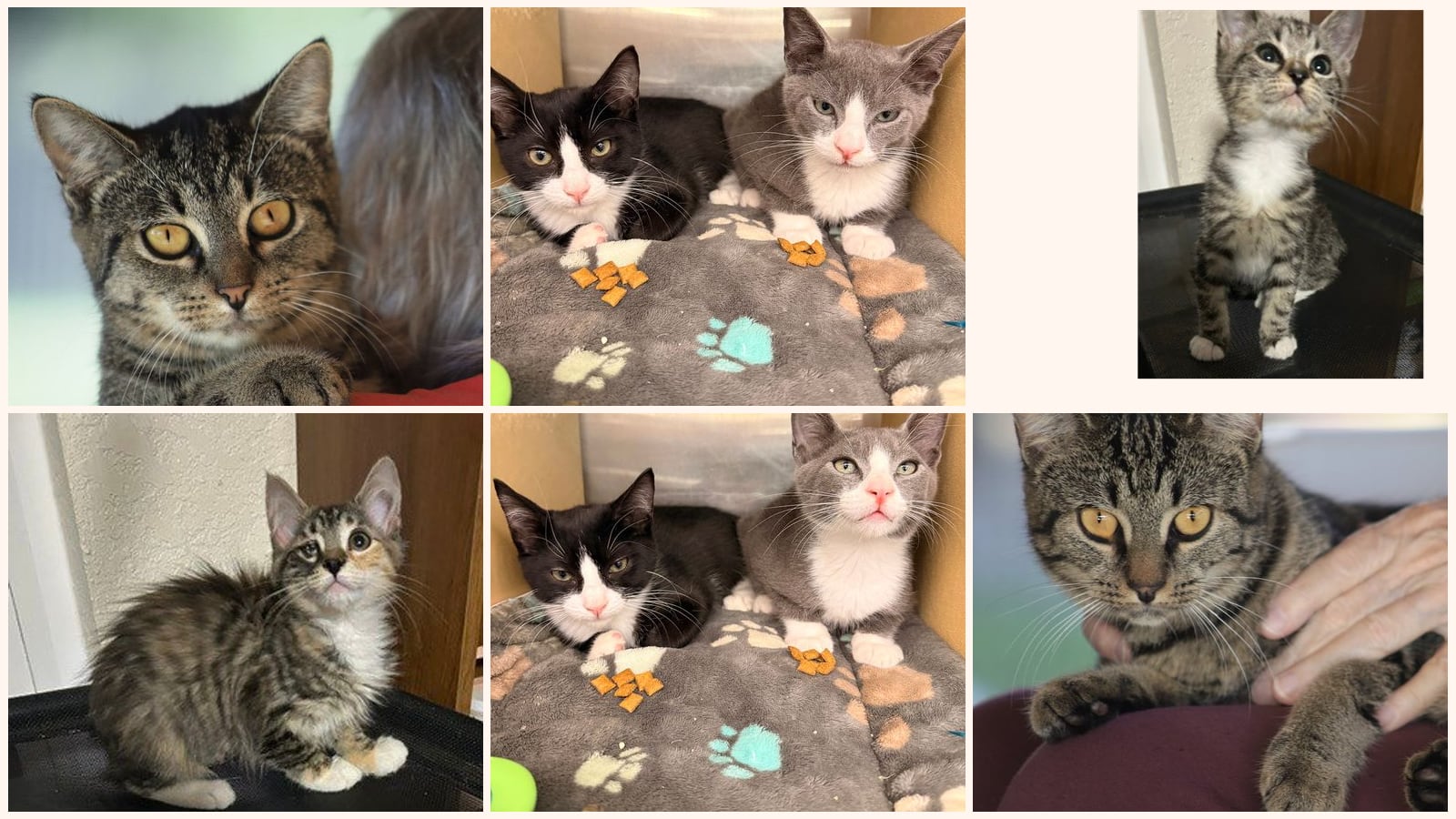Cats up for adoption near North Port, FL
