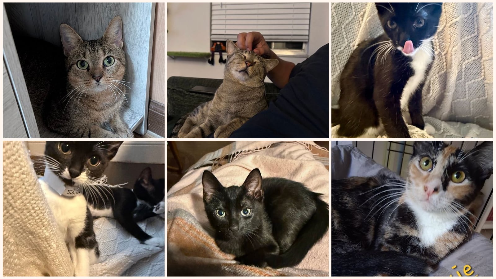 Cats up for adoption near Ocoee, FL