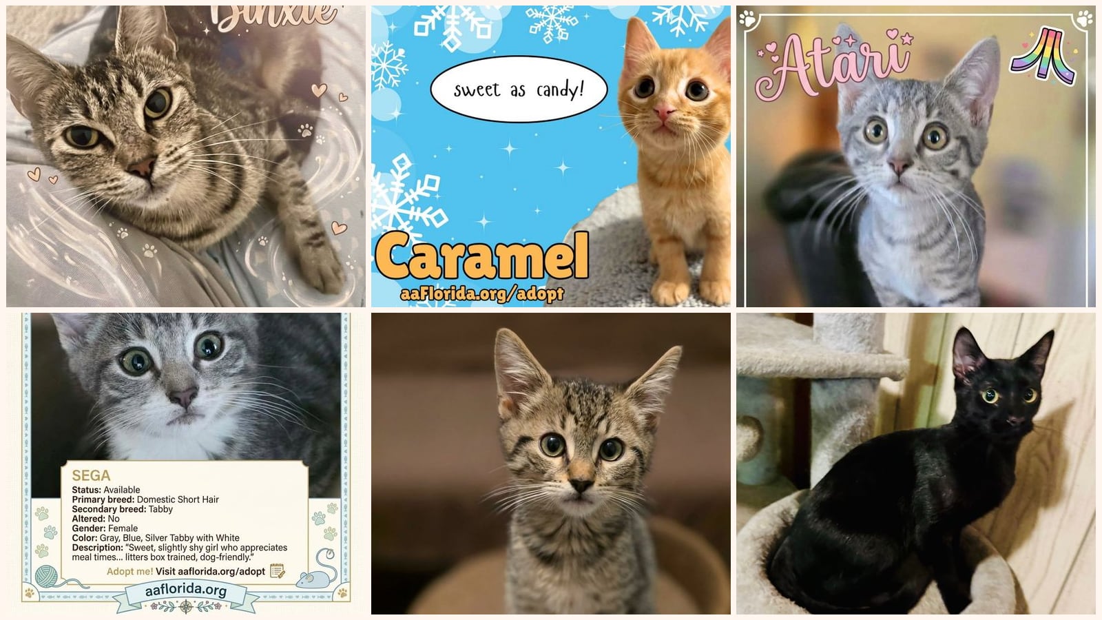 Cats up for adoption near Pace, FL