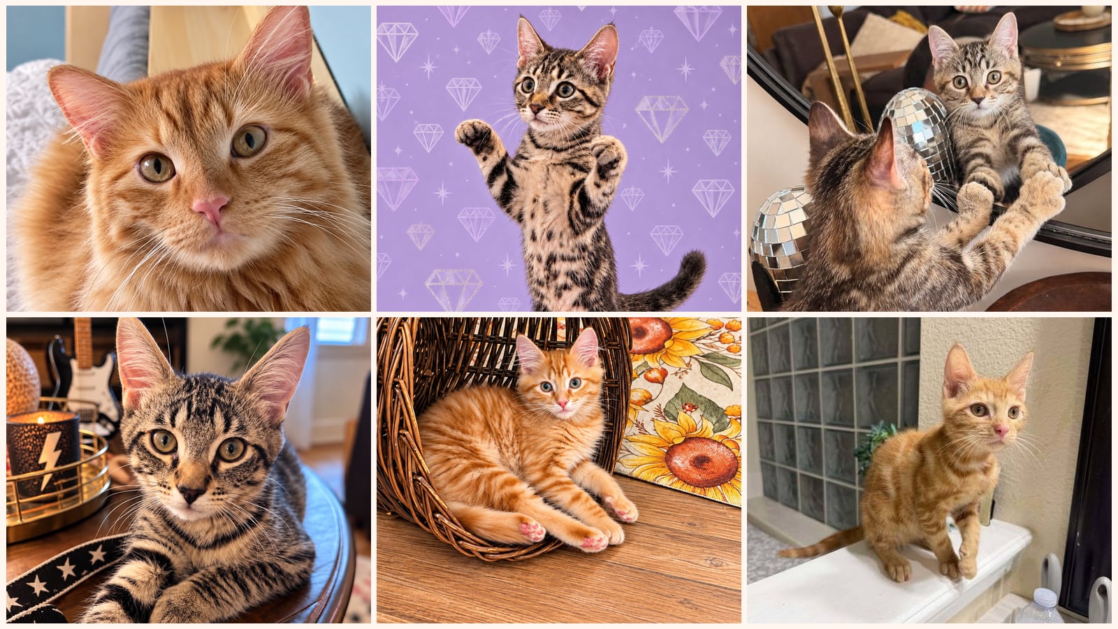 Cats up for adoption near Palm Coast, FL