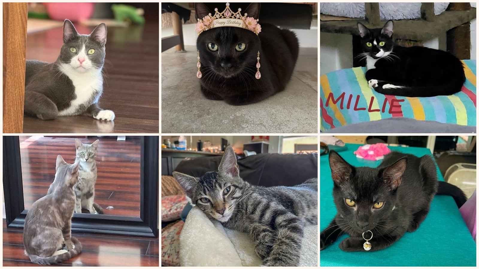Cats up for adoption near Palm Springs, FL