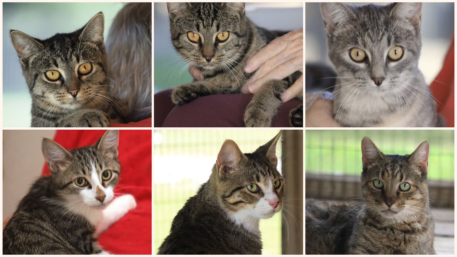Cats up for adoption near Port Charlotte, FL