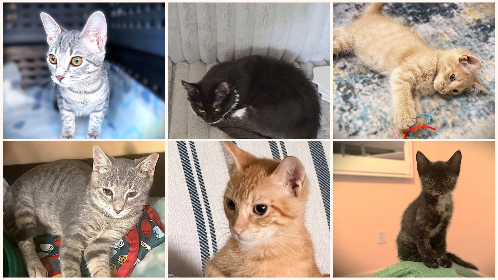 Cats up for adoption near San Carlos Park, FL