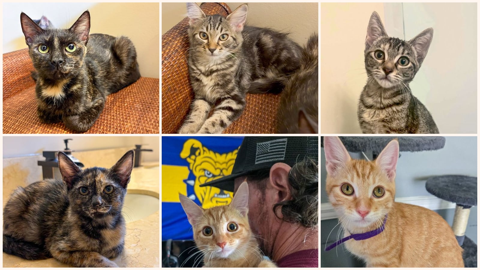 Cats up for adoption near Stuart, FL