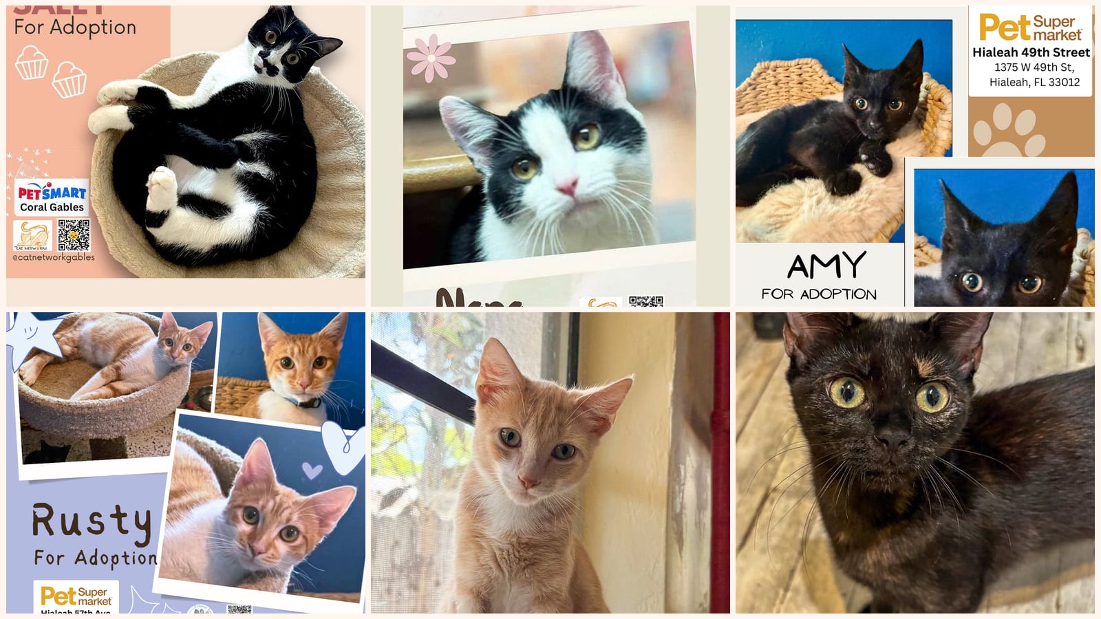 Cats up for adoption near Tamiami, FL
