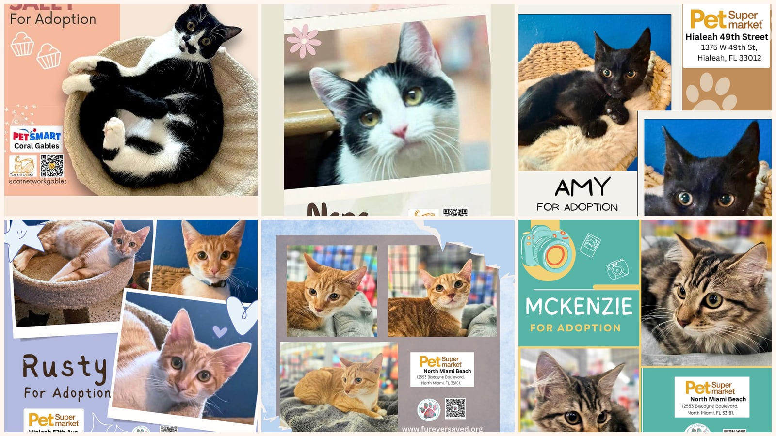 Cats up for adoption near The Hammocks, FL