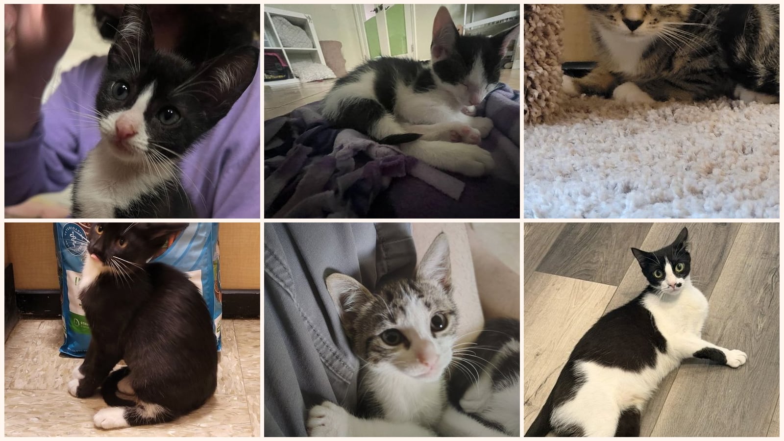 Cats up for adoption near Trinity, FL
