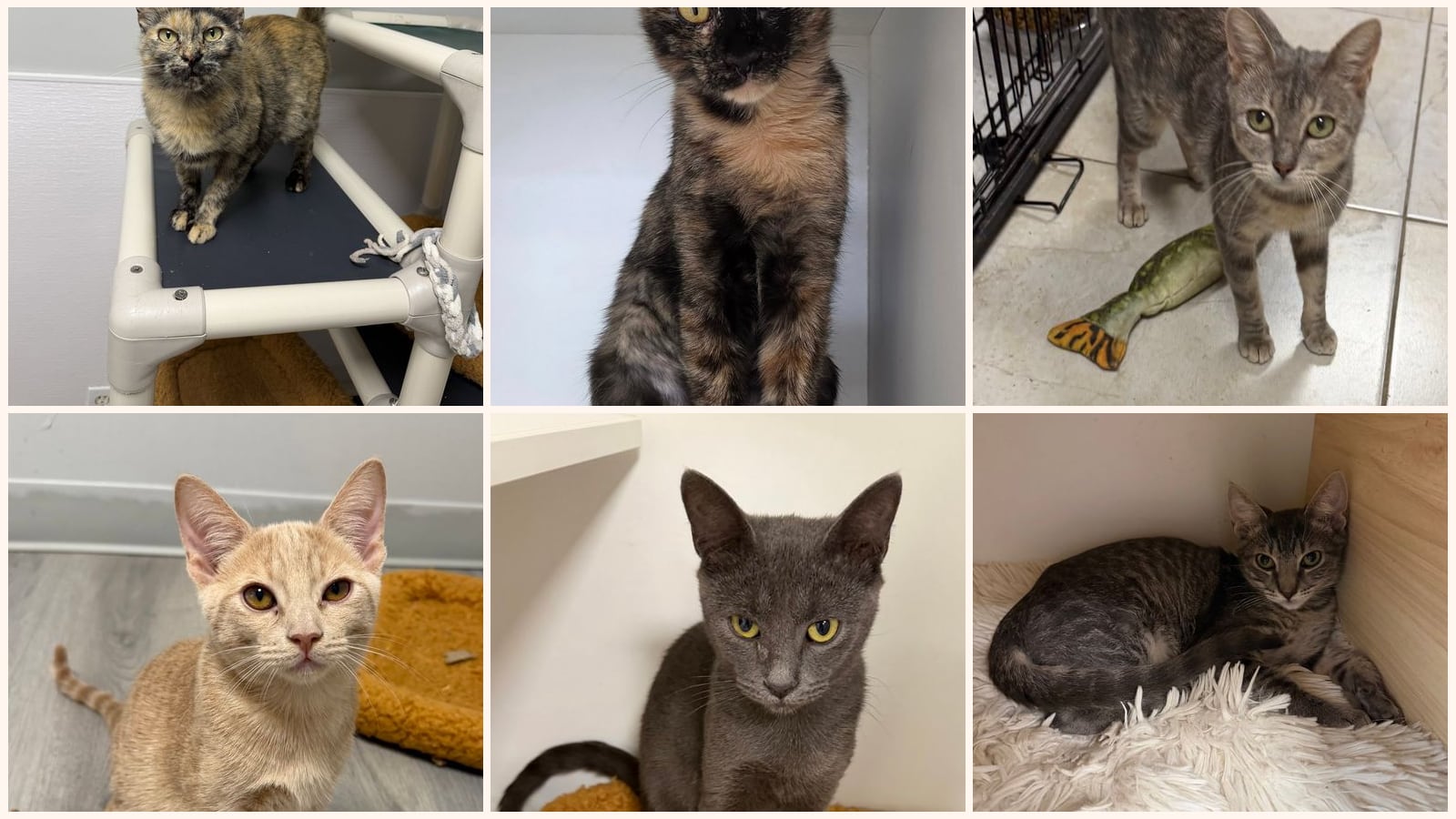 Cats up for adoption near Vero Beach South, FL