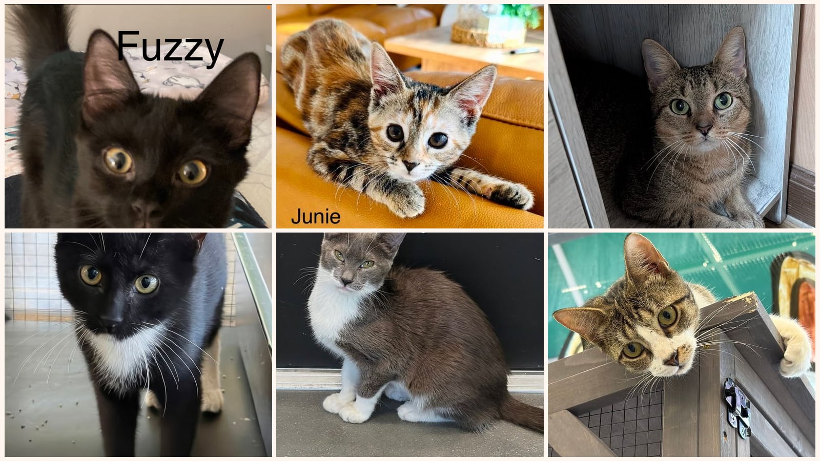 Cats up for adoption near Winter Garden, FL