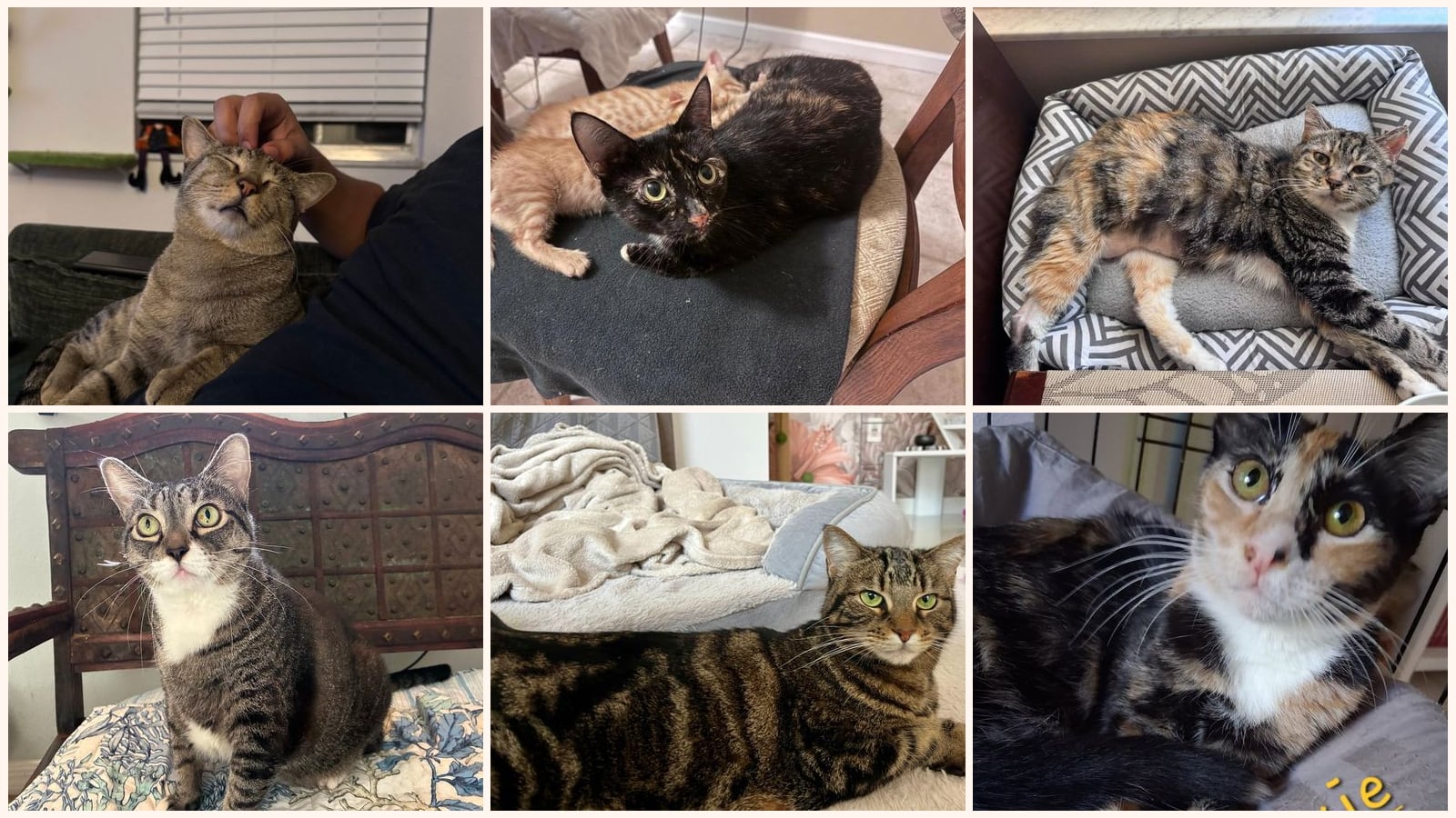 Cats up for adoption near Winter Park, FL