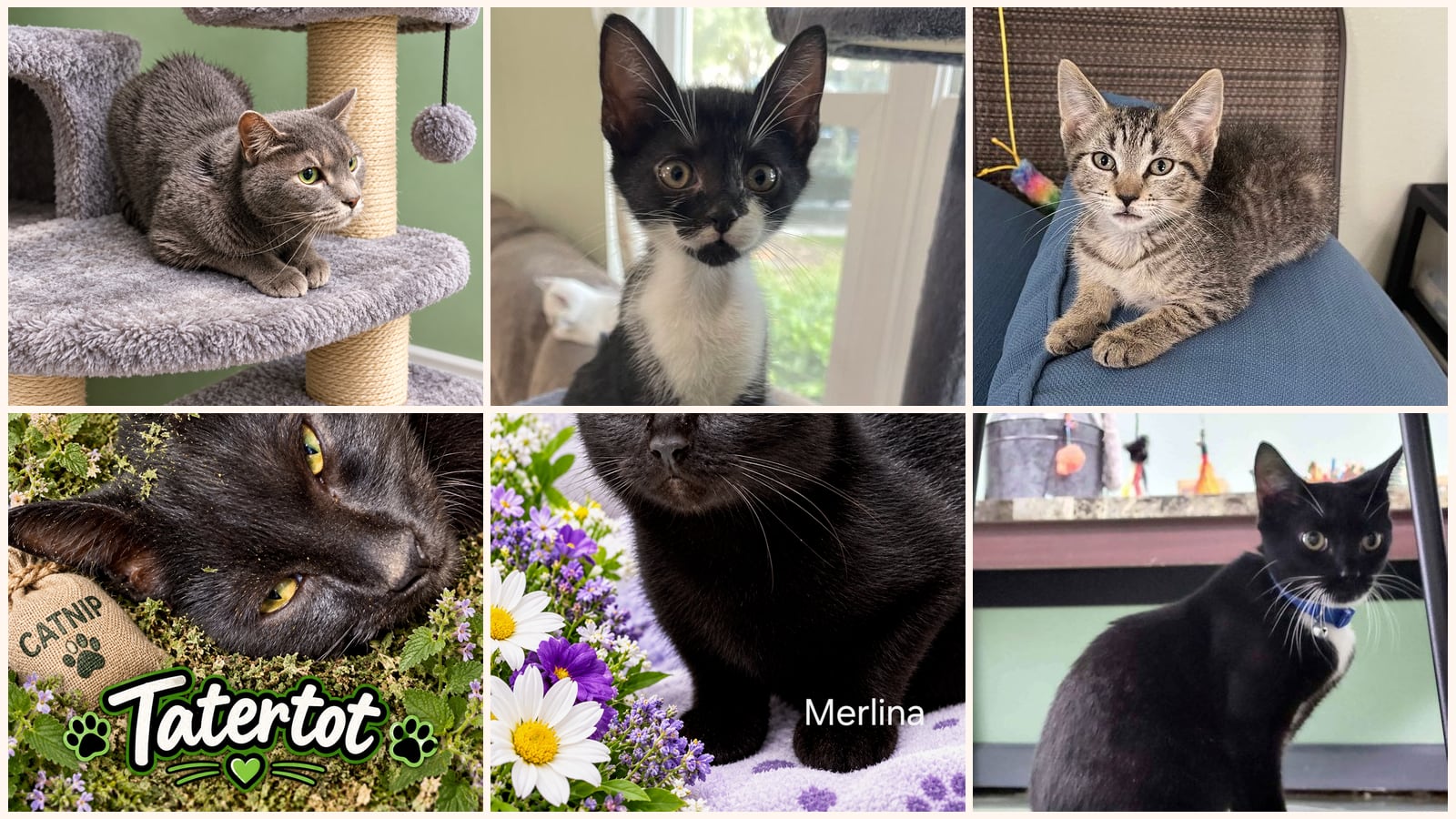 Cats up for adoption near Winter Springs, FL