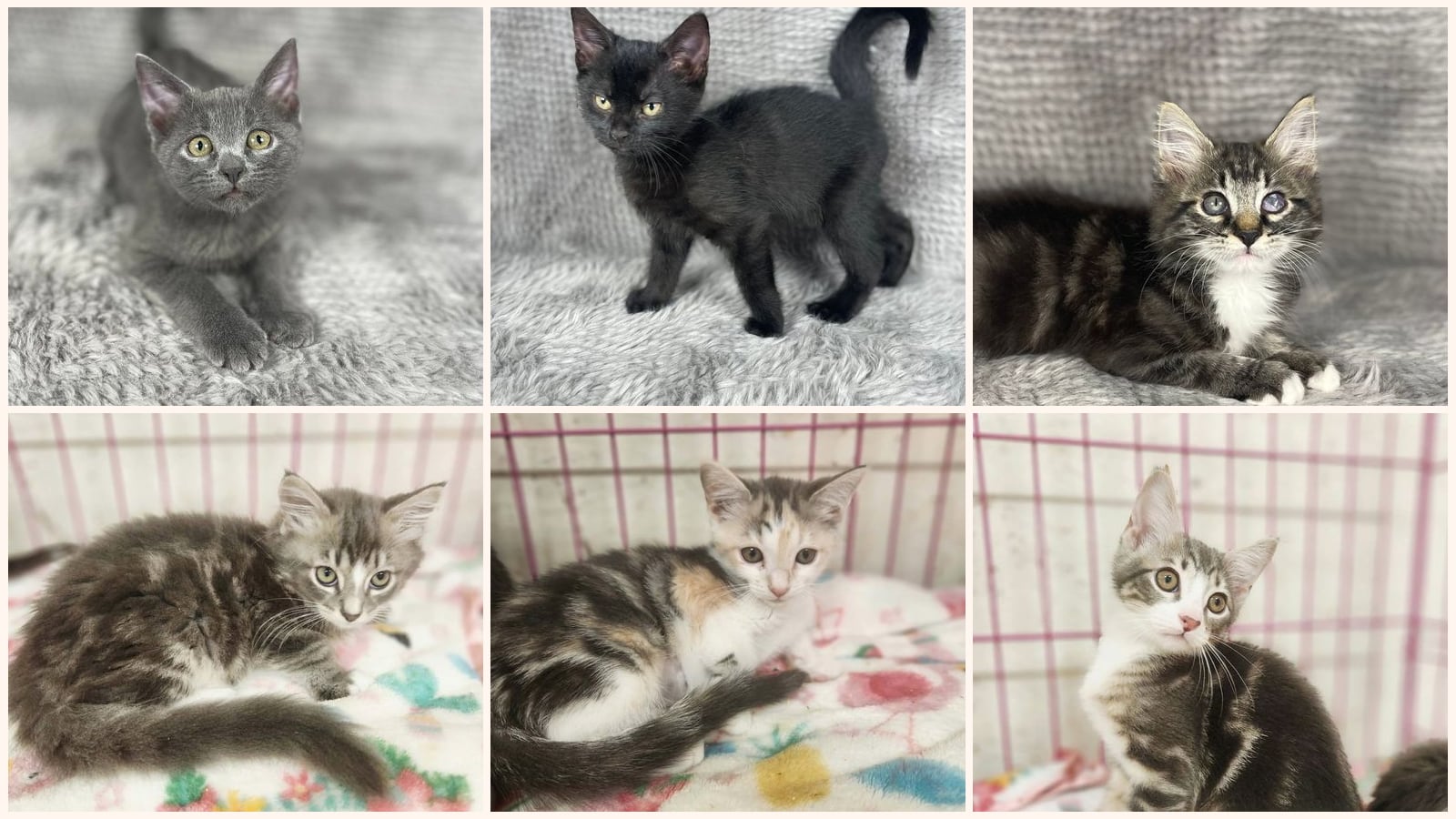 Cats up for adoption near Covington, GA