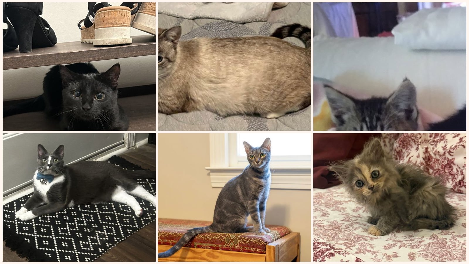 Cats up for adoption near Cumming, GA