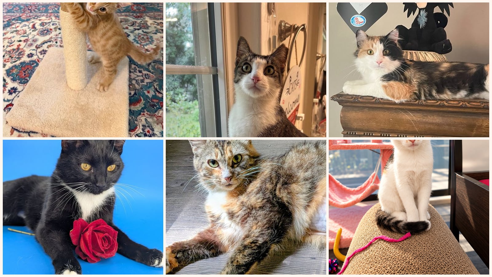 Cats up for adoption near Decatur, GA