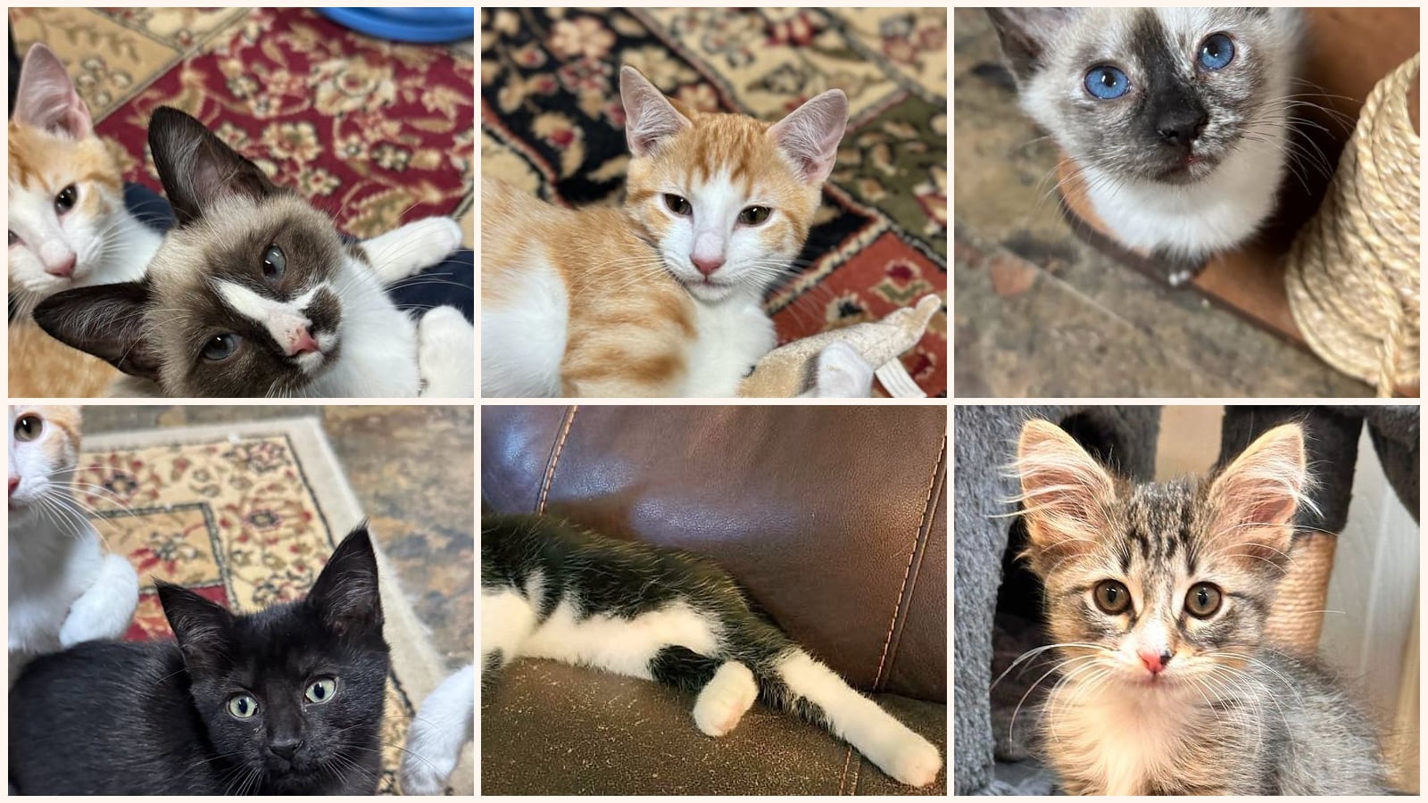 Cats up for adoption near Douglasville, GA