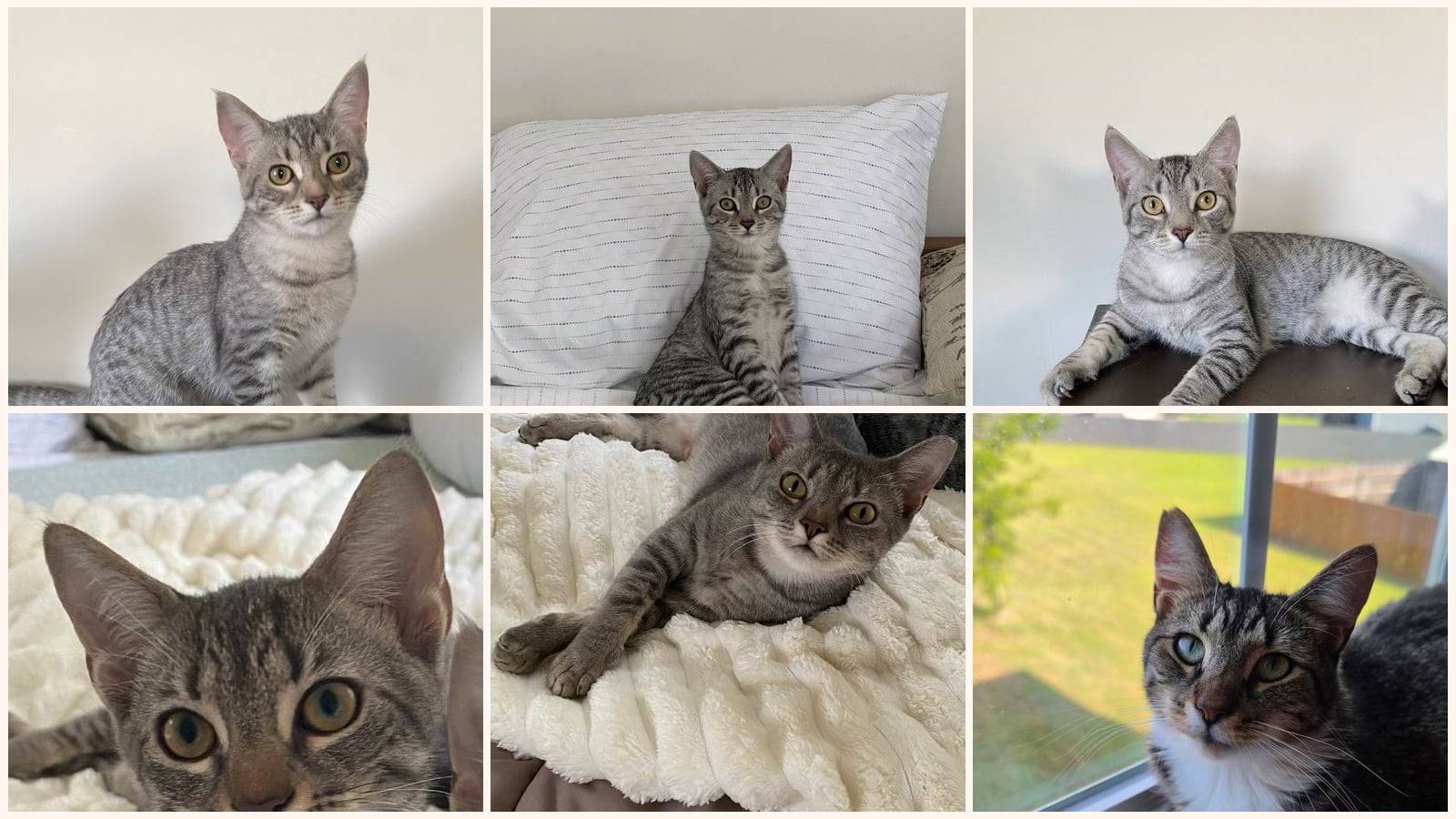 Cats up for adoption near Dublin, GA