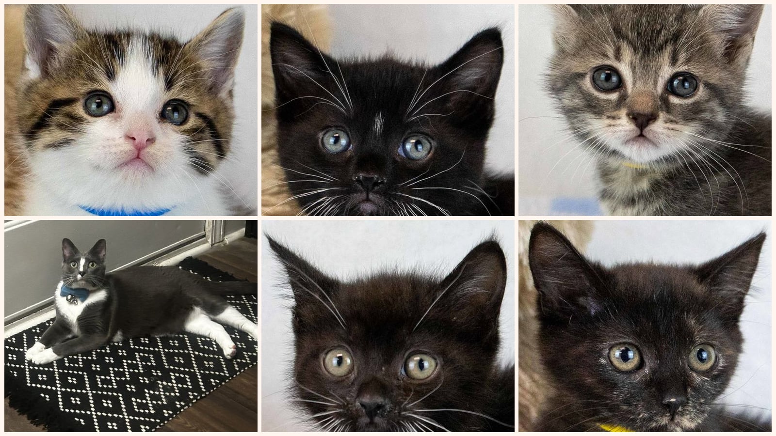 Cats up for adoption near Johns Creek, GA