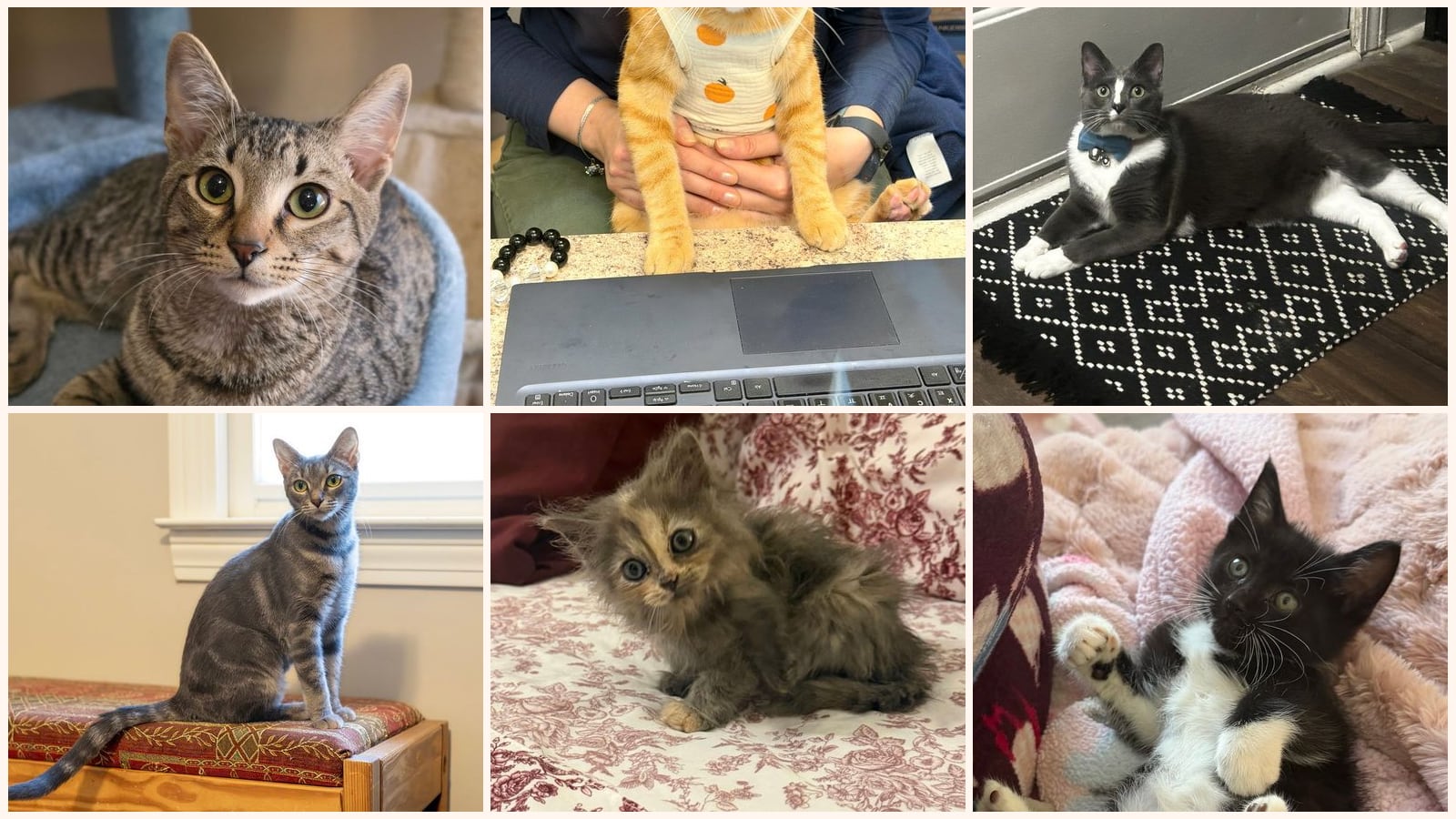 Cats up for adoption near Lawrenceville, GA