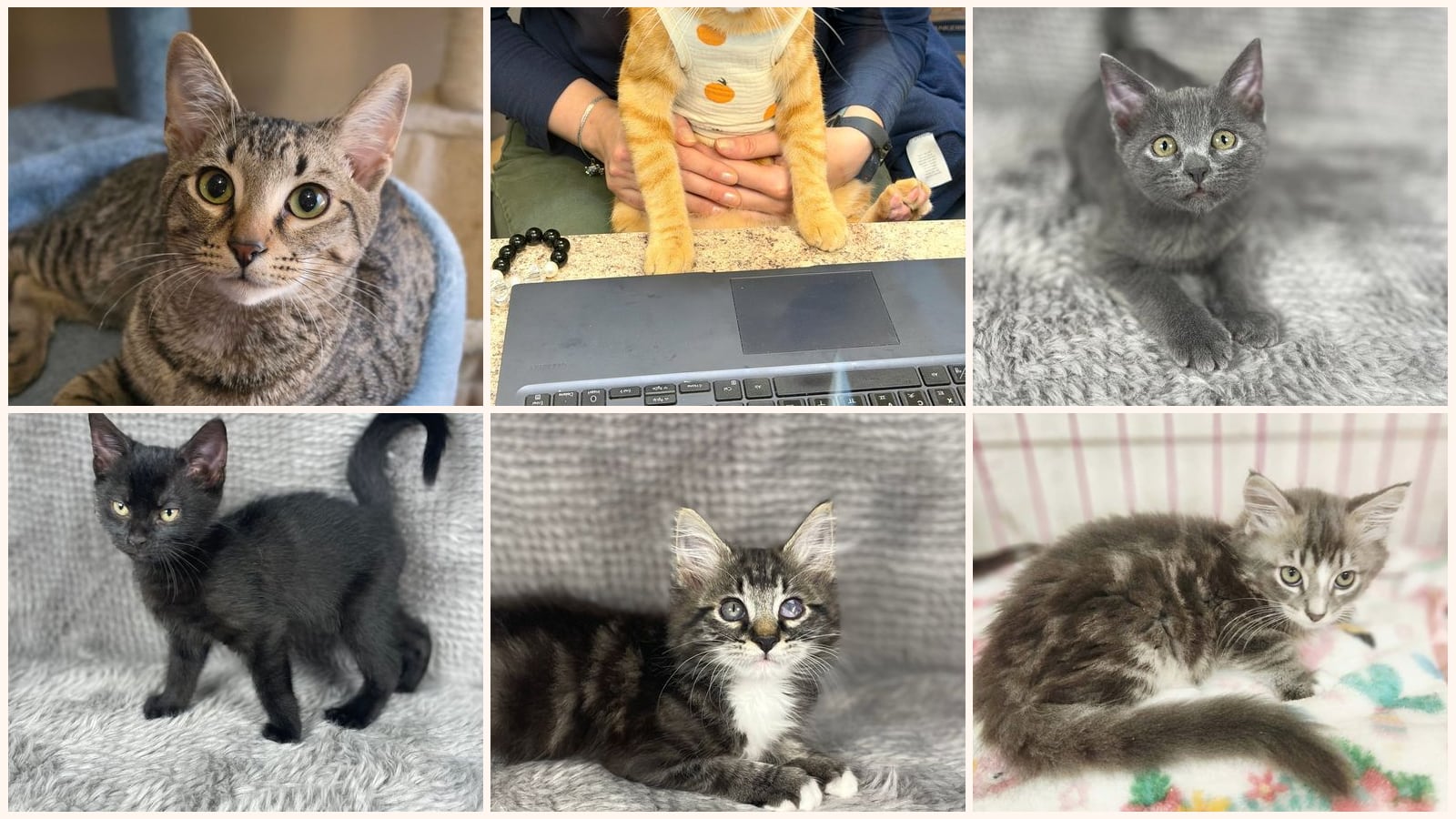 Cats up for adoption near Loganville, GA