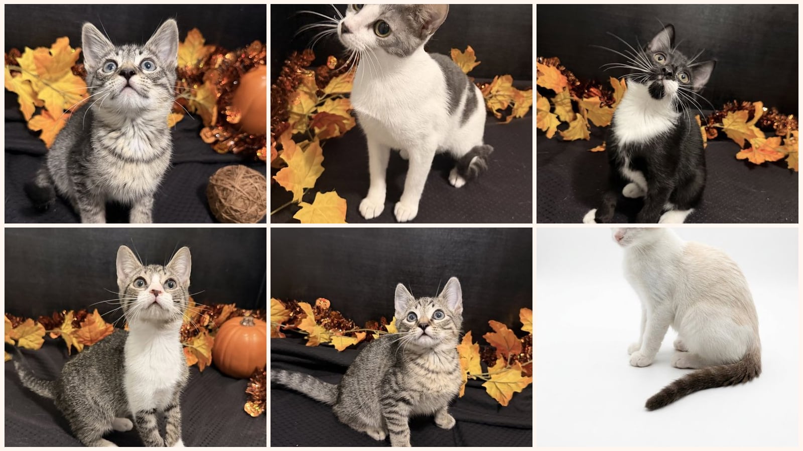 Cats up for adoption near Lovejoy, GA