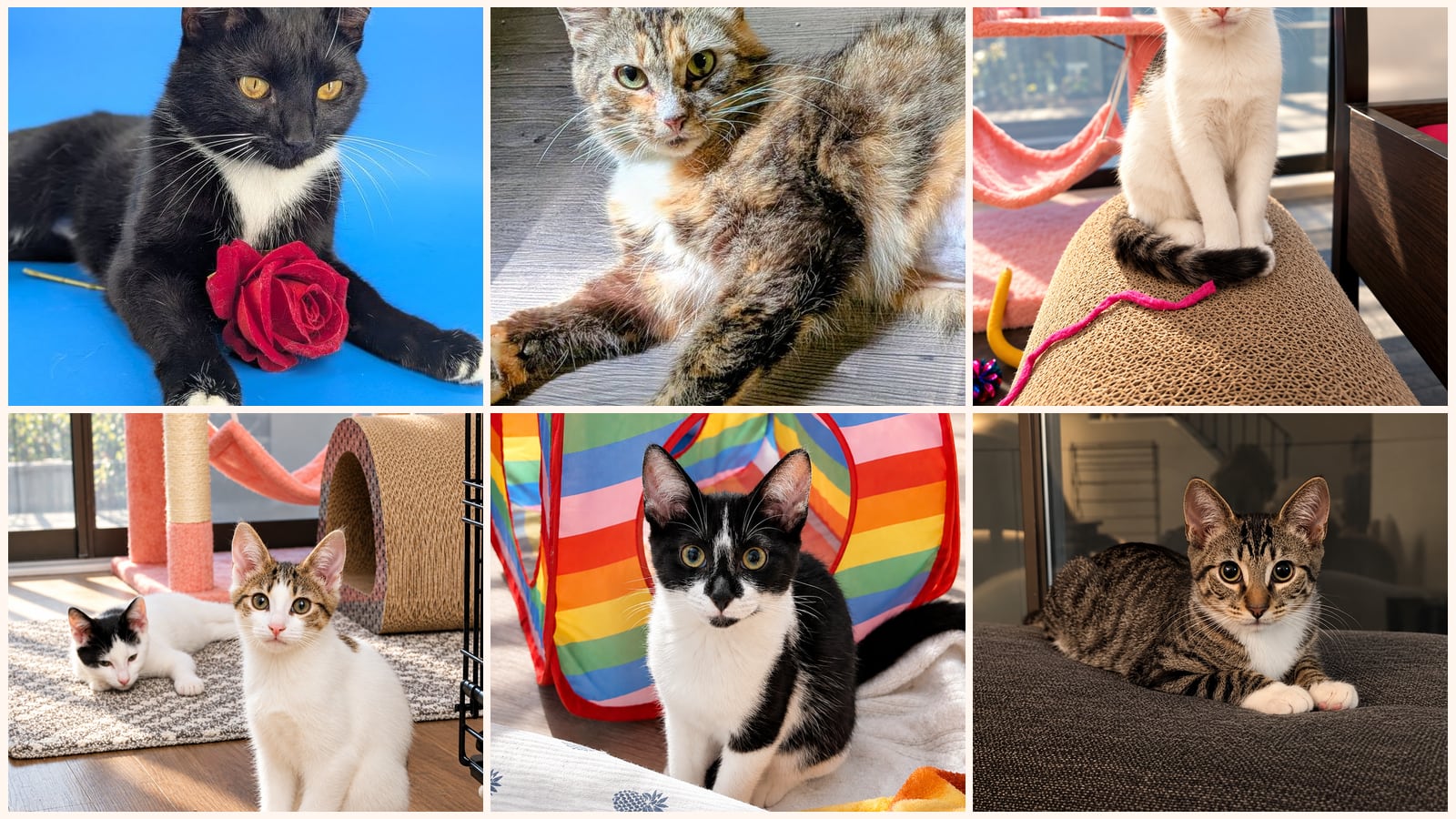 Cats up for adoption near Redan, GA