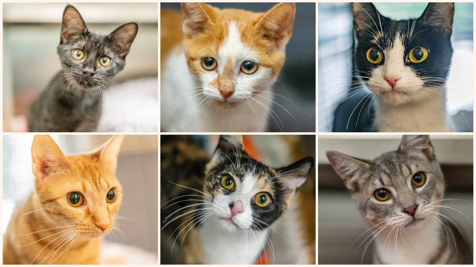 Cats up for adoption near Savannah, GA