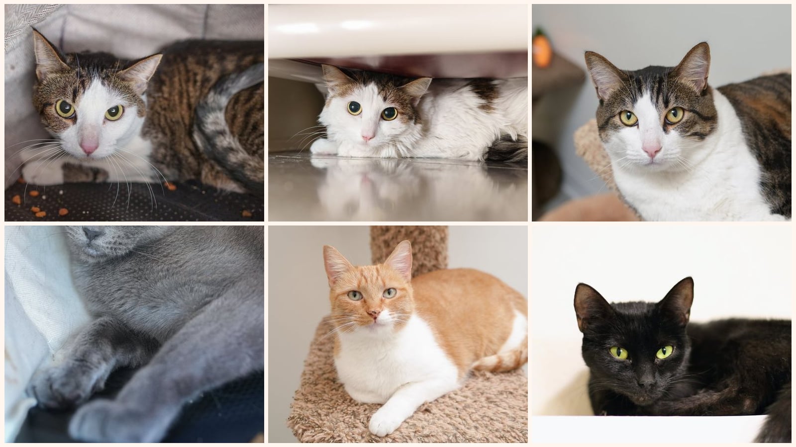 Cats up for adoption near Meridian, ID