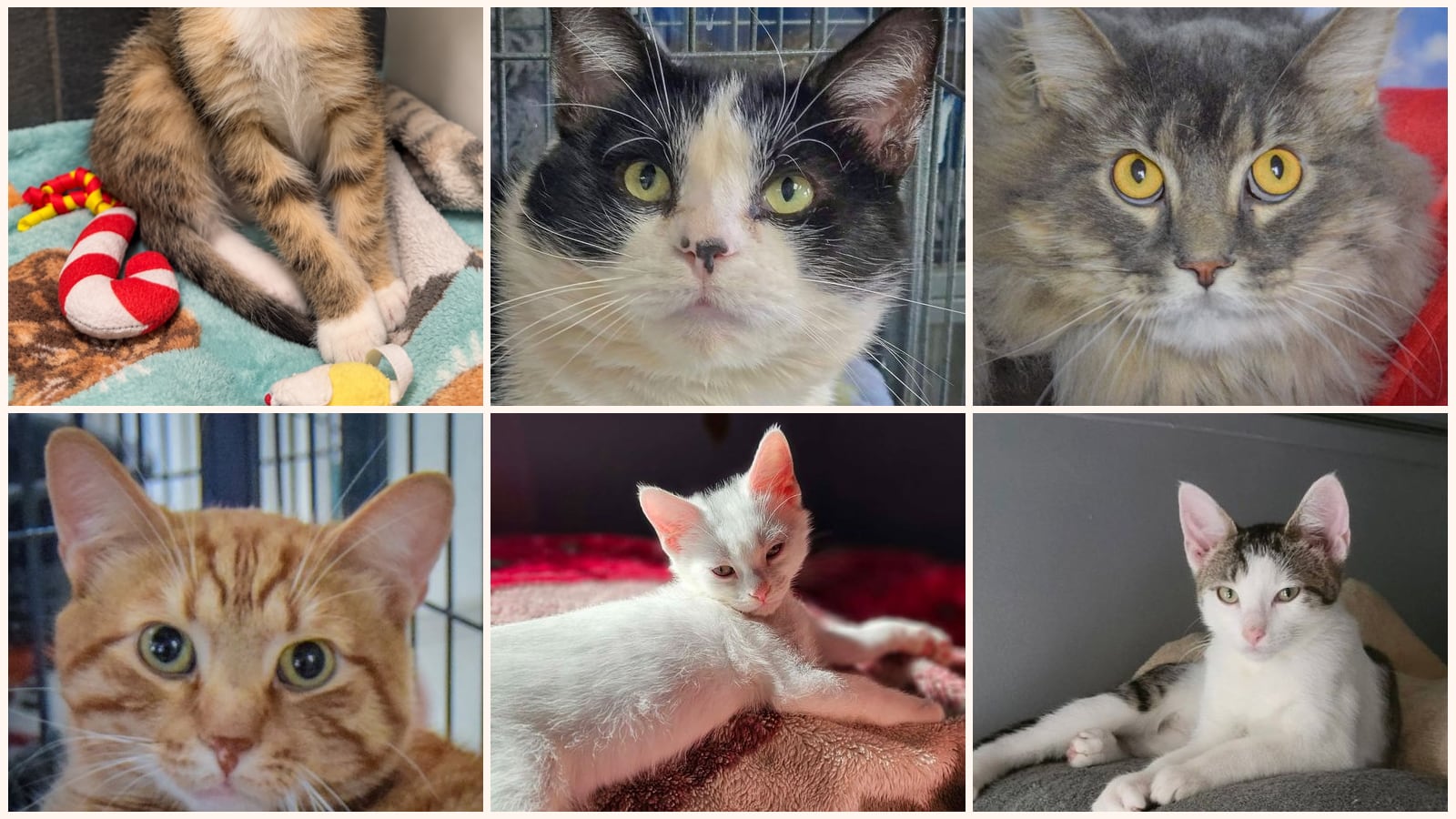 Cats up for adoption near Arlington Heights, IL