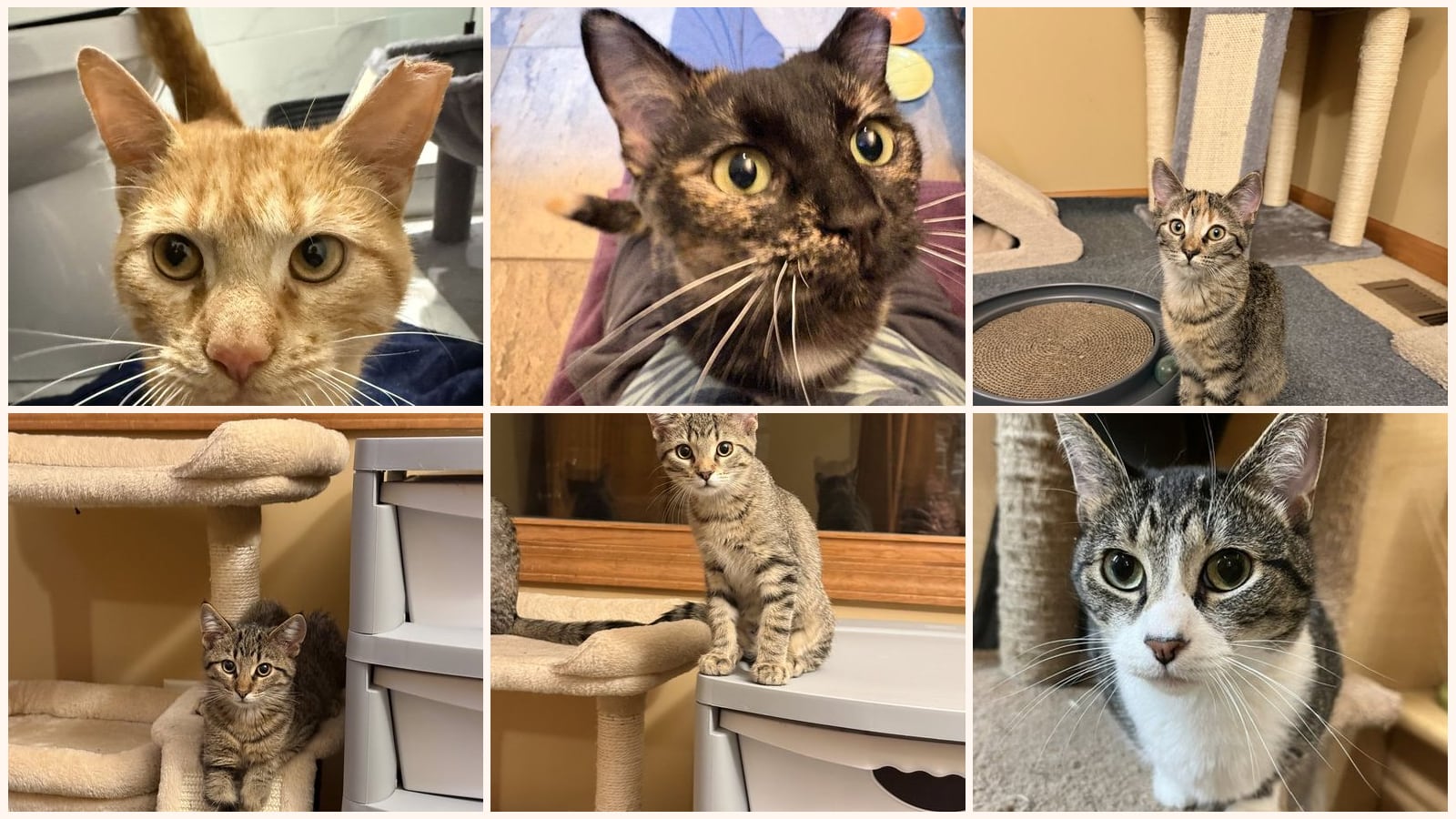Cats up for adoption near Batavia, IL