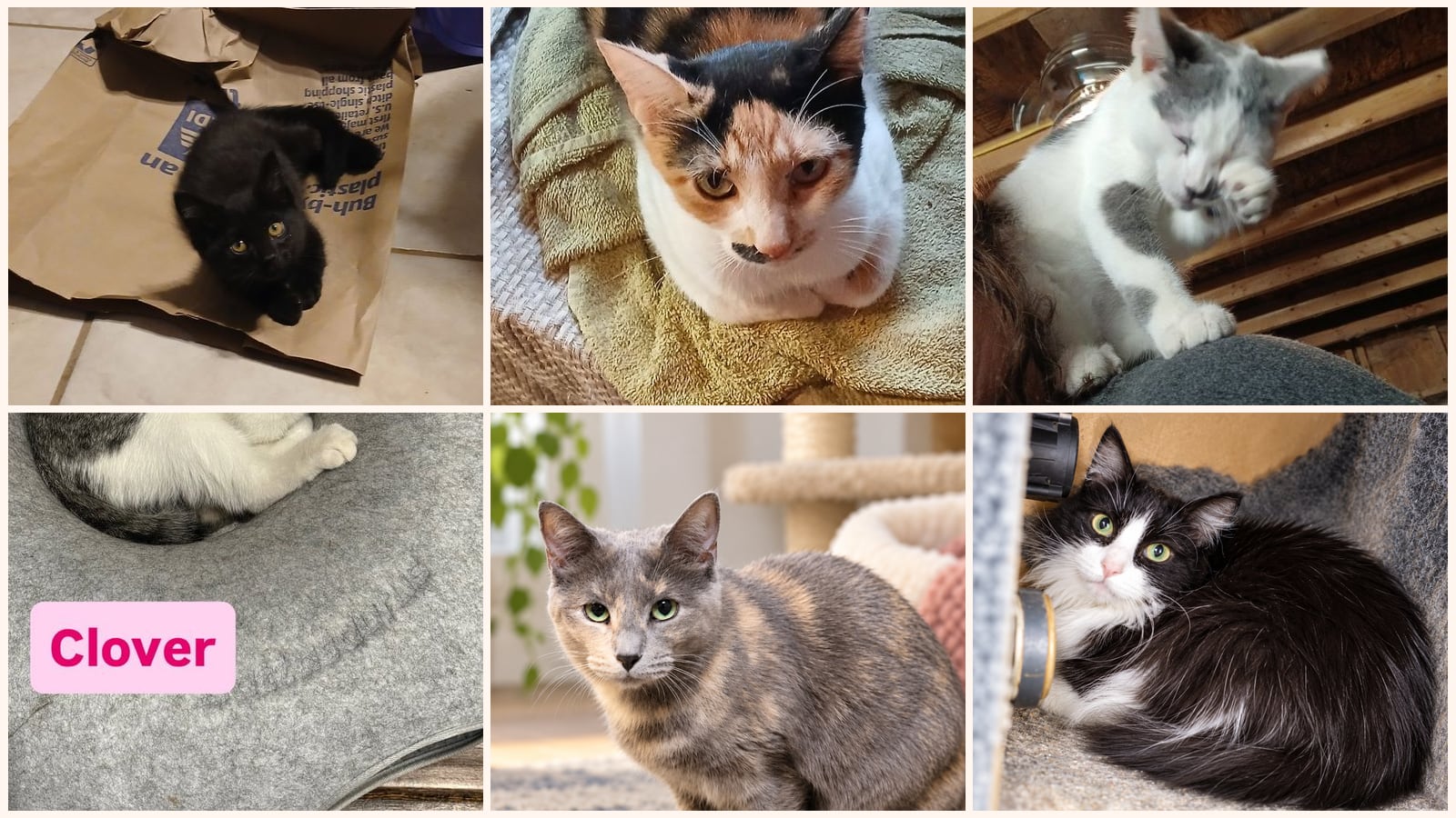 Cats up for adoption near Calumet City, IL