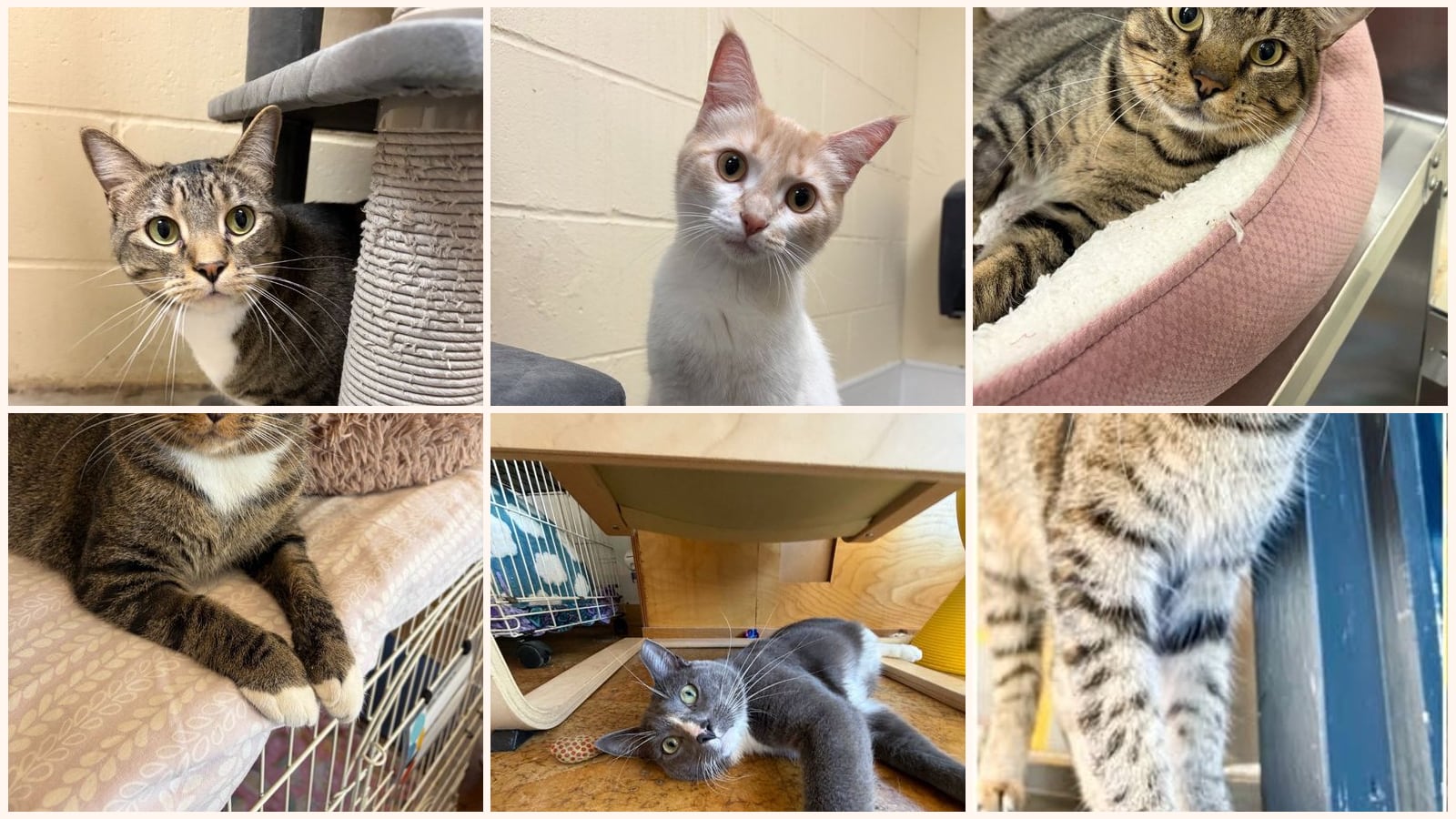 Cats up for adoption near Columbia, IL
