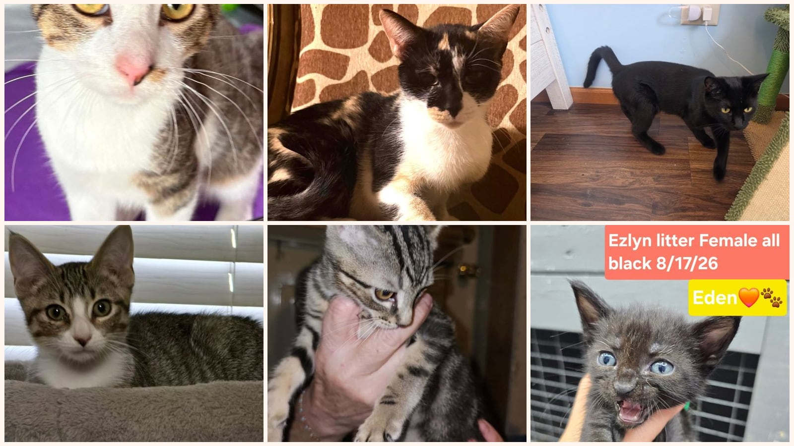 Cats up for adoption near Dixon, IL