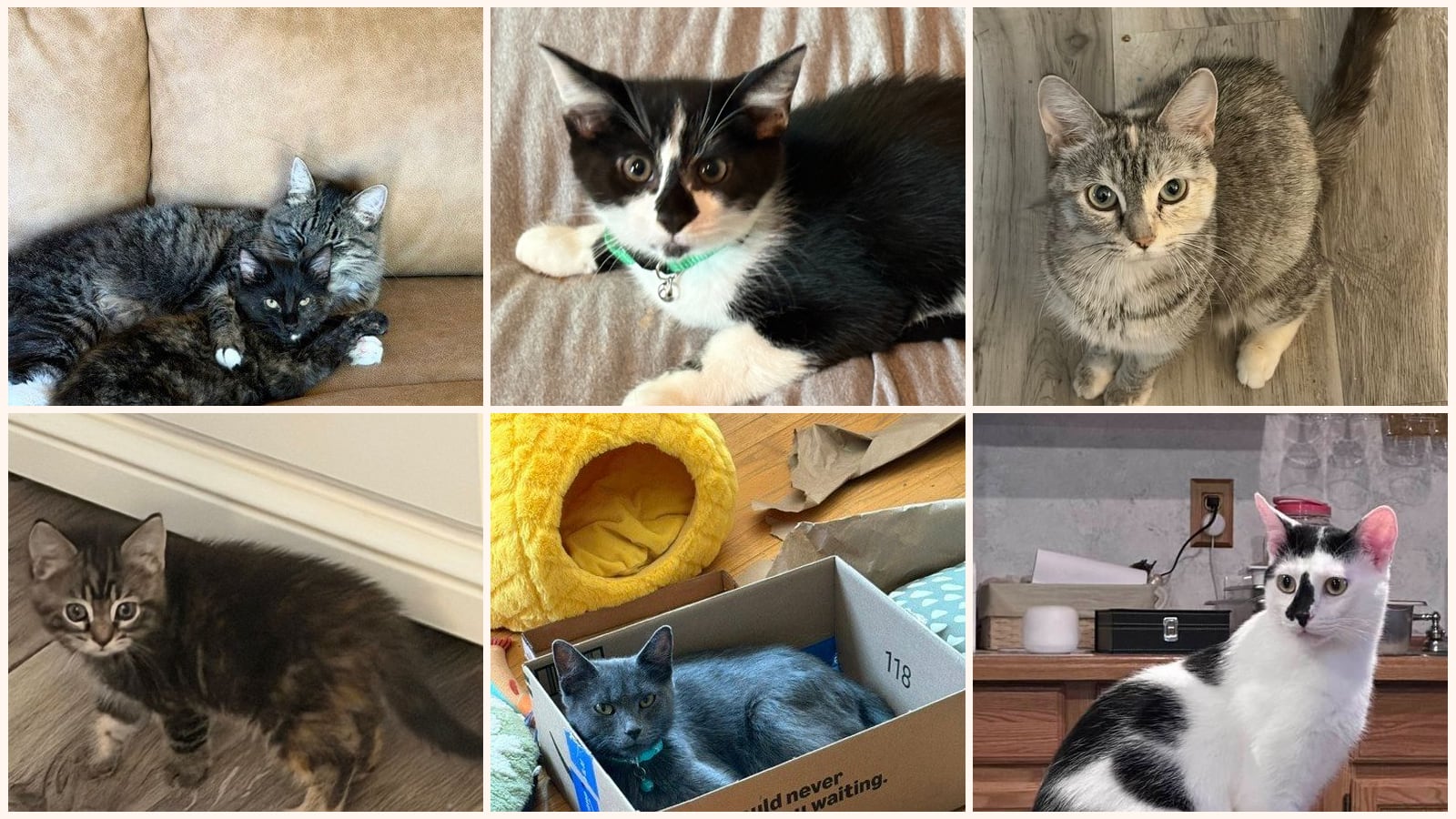 Cats up for adoption near Grayslake, IL