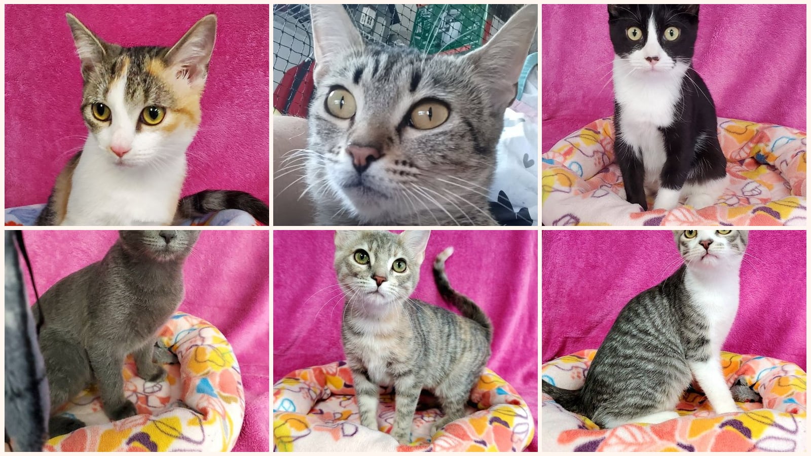 Cats up for adoption near Highland, IL