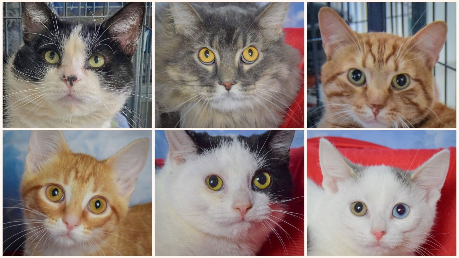 Cats up for adoption near Huntley, IL