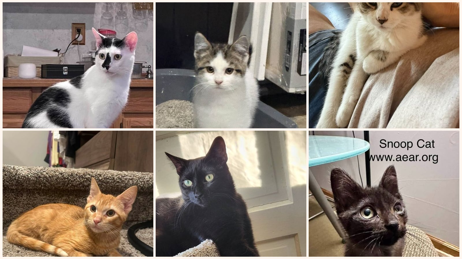 Cats up for adoption near Lake Forest, IL