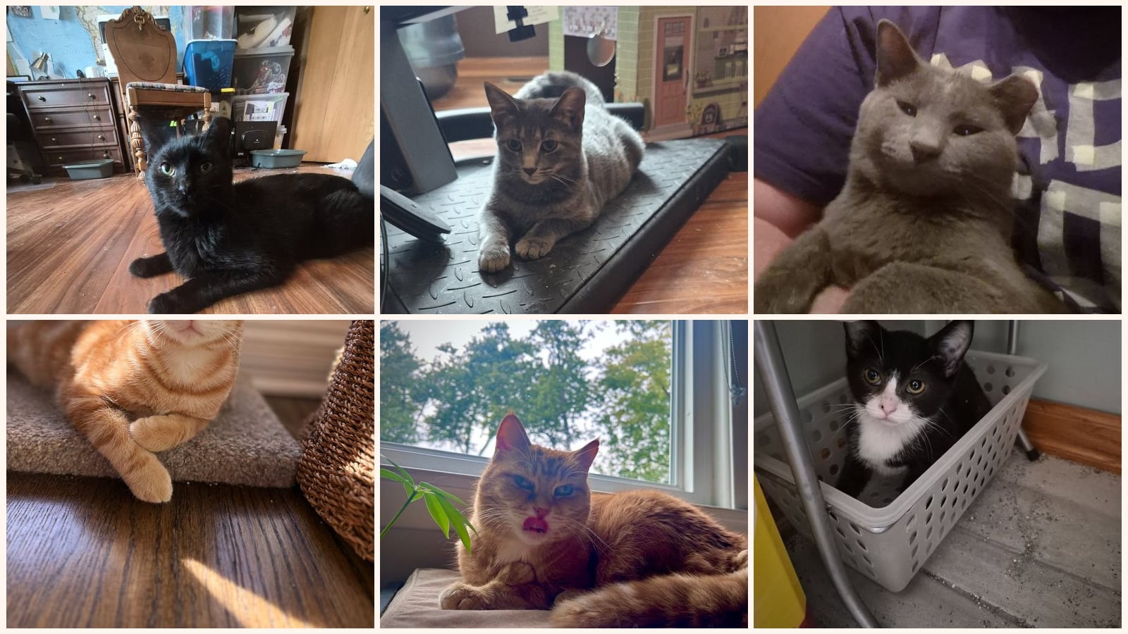 Cats up for adoption near Lemont, IL