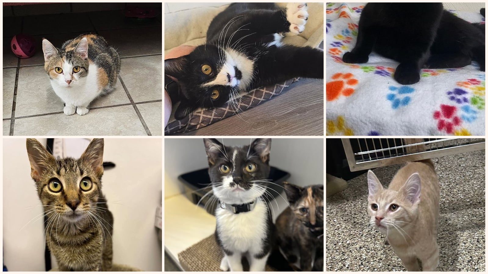 Cats up for adoption near Marion, IL