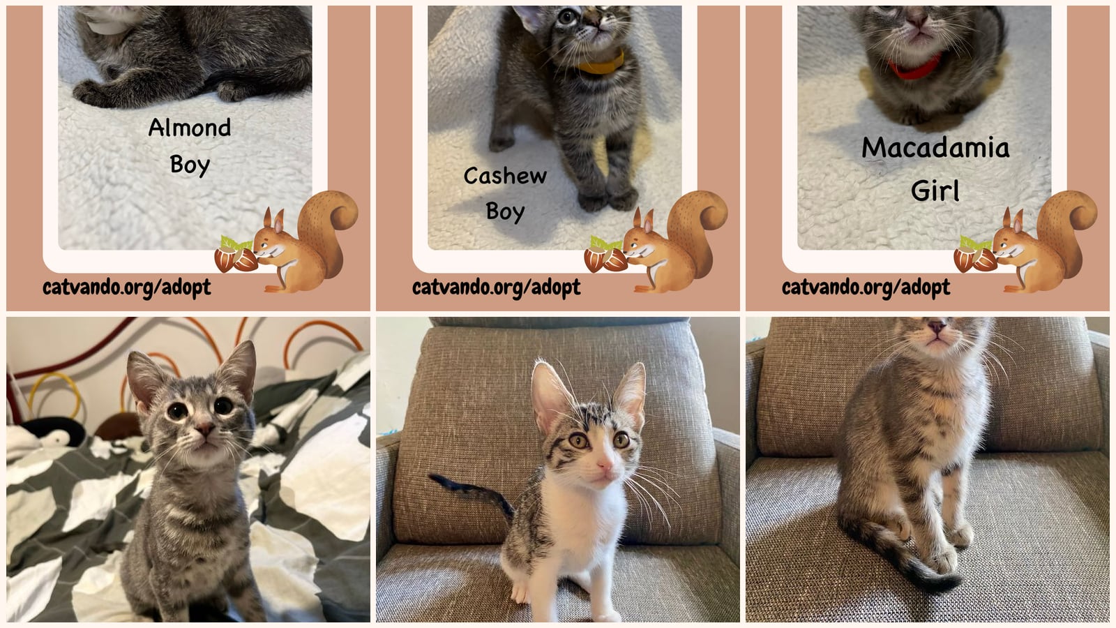 Cats up for adoption near Maywood, IL