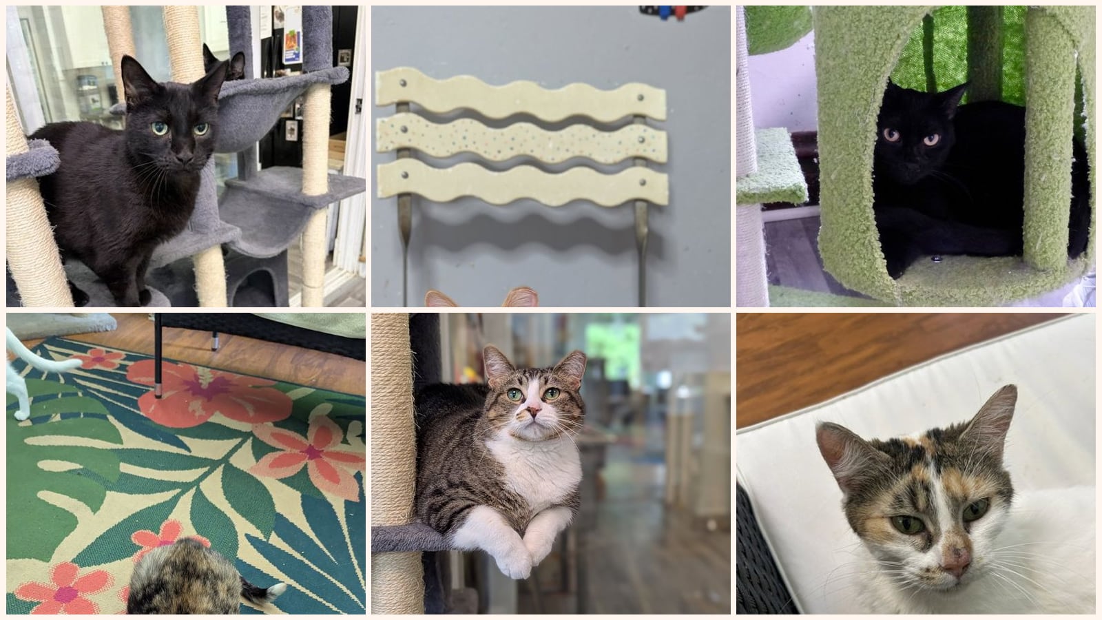 Cats up for adoption near Park Ridge, IL