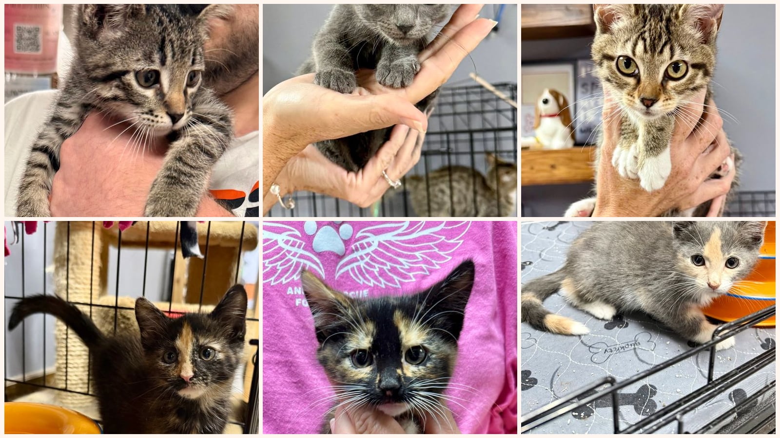 Cats up for adoption near South Elgin, IL