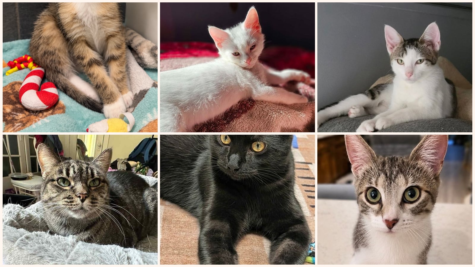 Cats up for adoption near Streamwood, IL