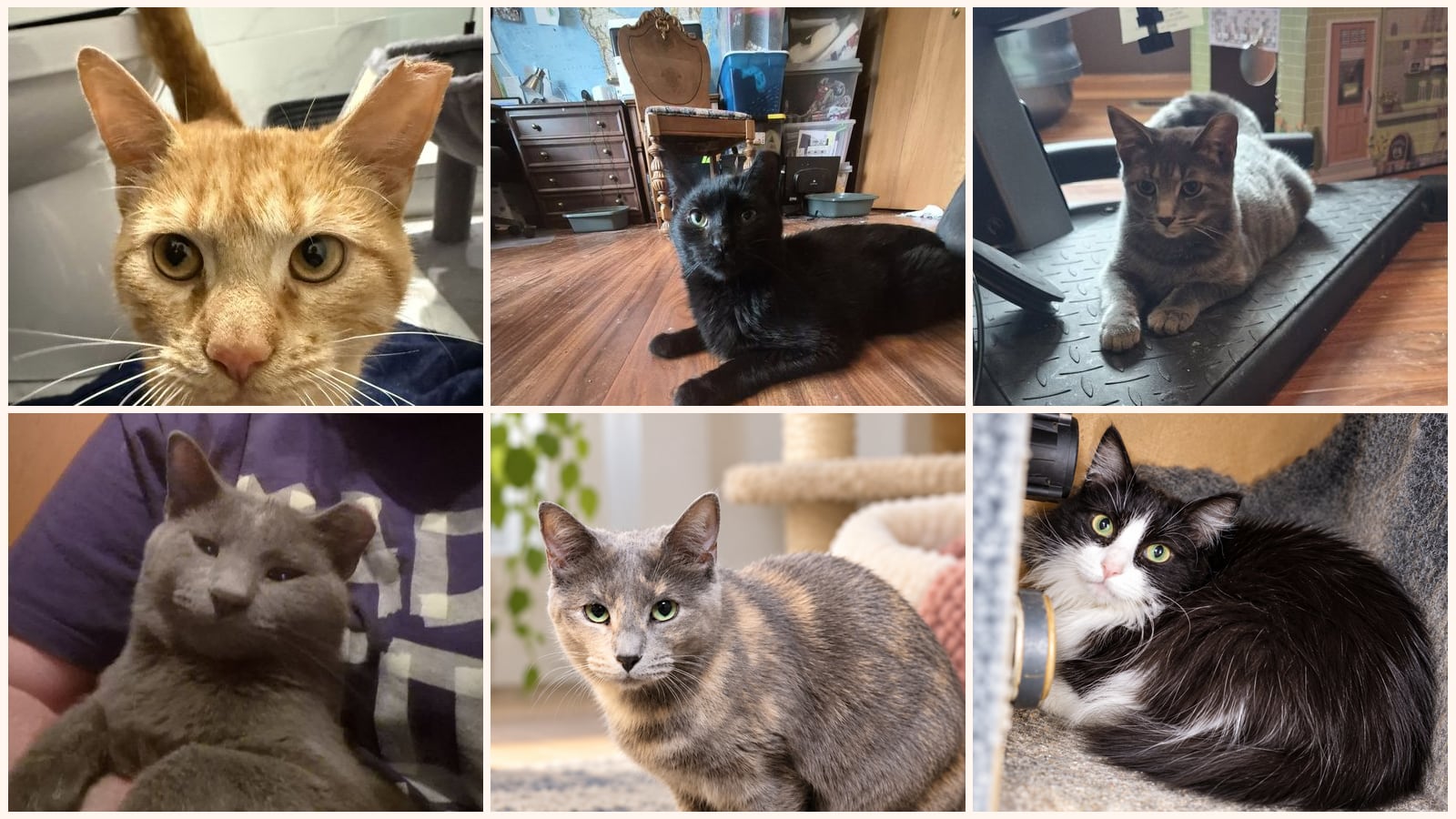 Cats up for adoption near Tinley Park, IL