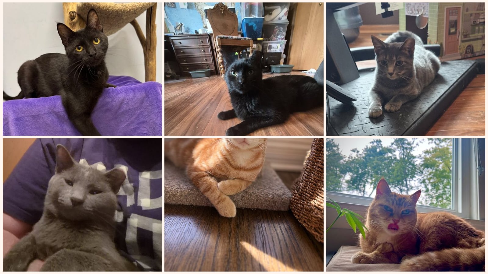 Cats up for adoption near Yorkville, IL