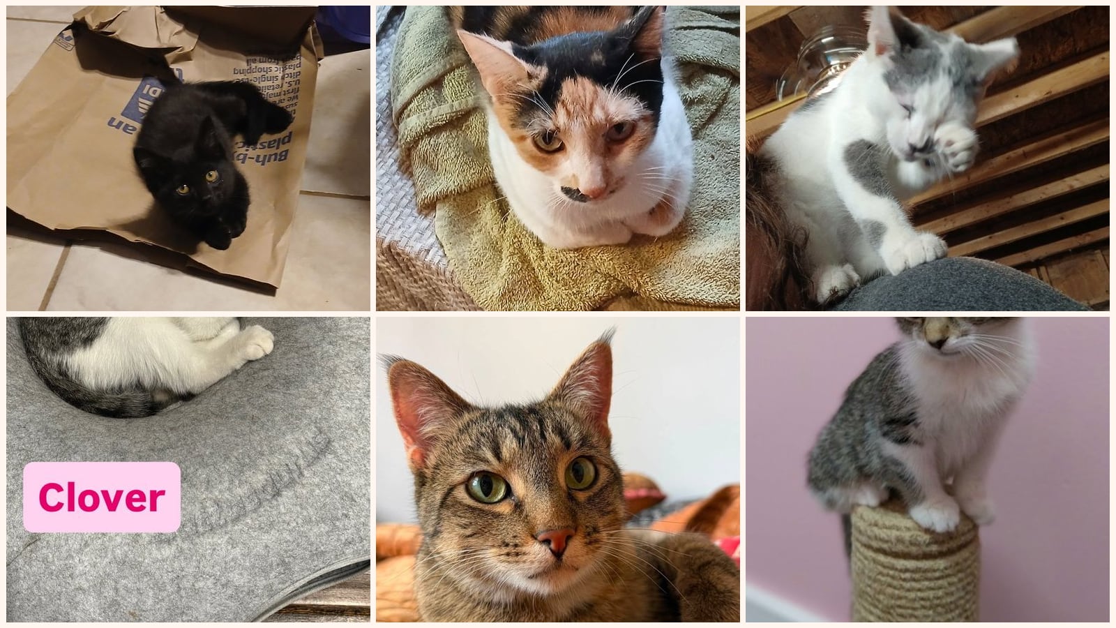 Cats up for adoption near Chesterton, IN