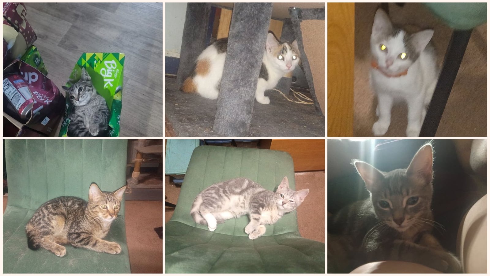 Cats up for adoption near Granger, IN