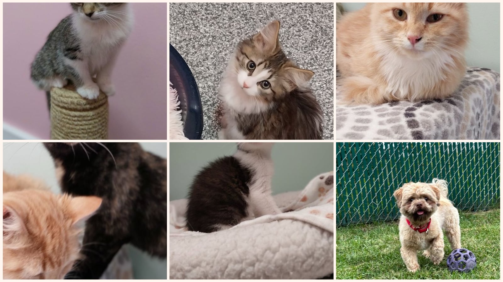 Cats up for adoption near La Porte, IN