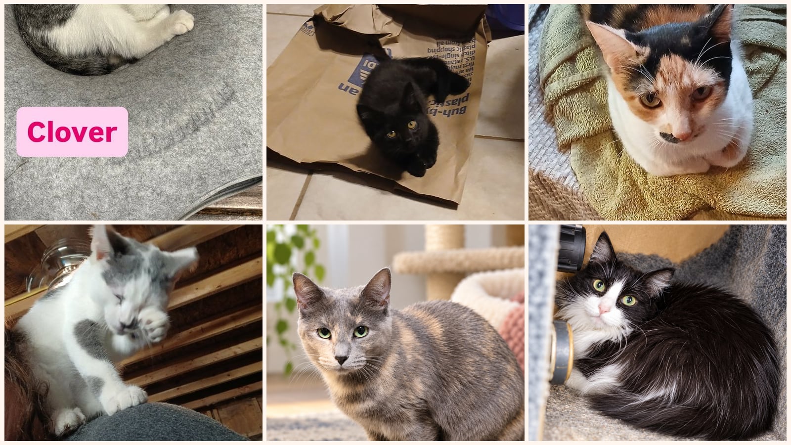 Cats up for adoption near Lowell, IN